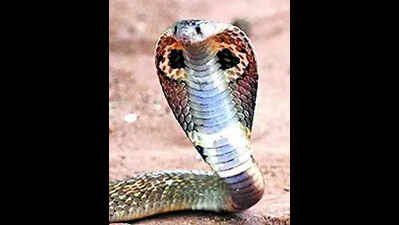 Can dead cobras & kraits kill? Researchers think so