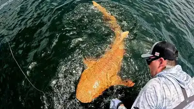 Never-before-seen orange shark caught in Costa Rica; stuns scientists