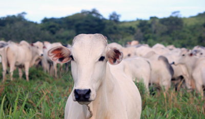  The Indian origin cow that broke the world record for being sold at Rs 40 Crore!