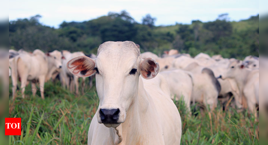 Living the life: The Indian origin cow that broke the world record for being sold at Rs 40 Crore!