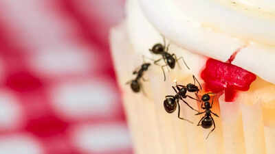 12 types of ants you are most likely to see at home or on a picnic
