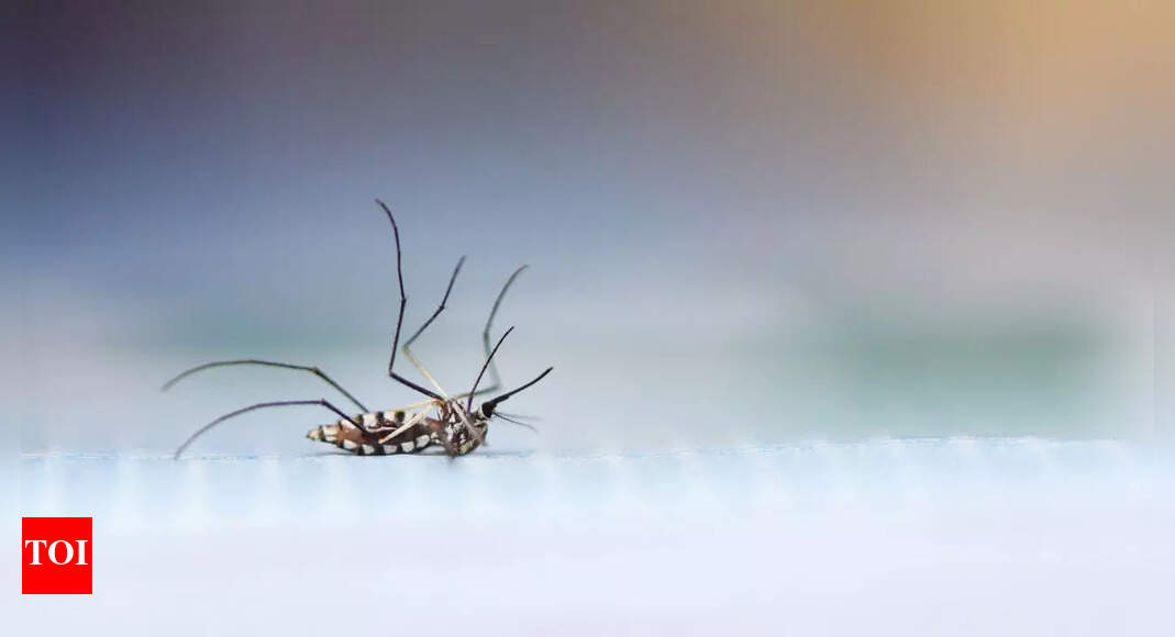 Turn coffee grounds into mosquito repellent: 4 easy ways to reuse your brew