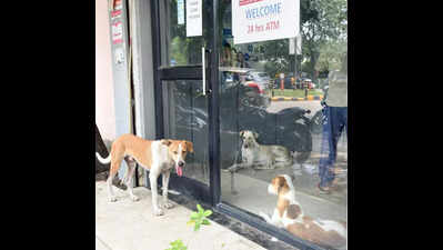 PETA protests ‘animal abuse’ in pharma company