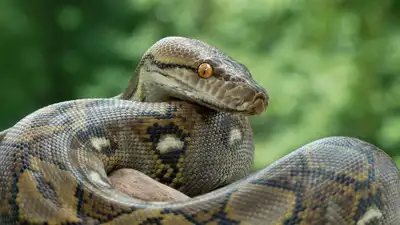 Why Burmese Python poop contains no bones and what it means for science