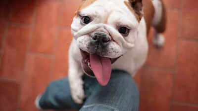 Clingy dog? Could be separation anxiety