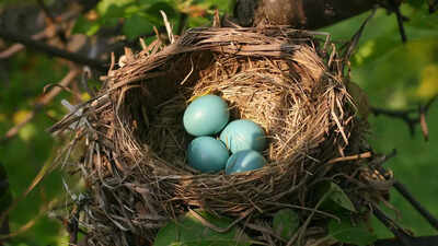 5 birds that lay eggs in other birds' nests