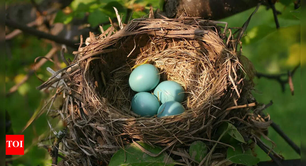 5 birds that lay eggs in other birds' nests
