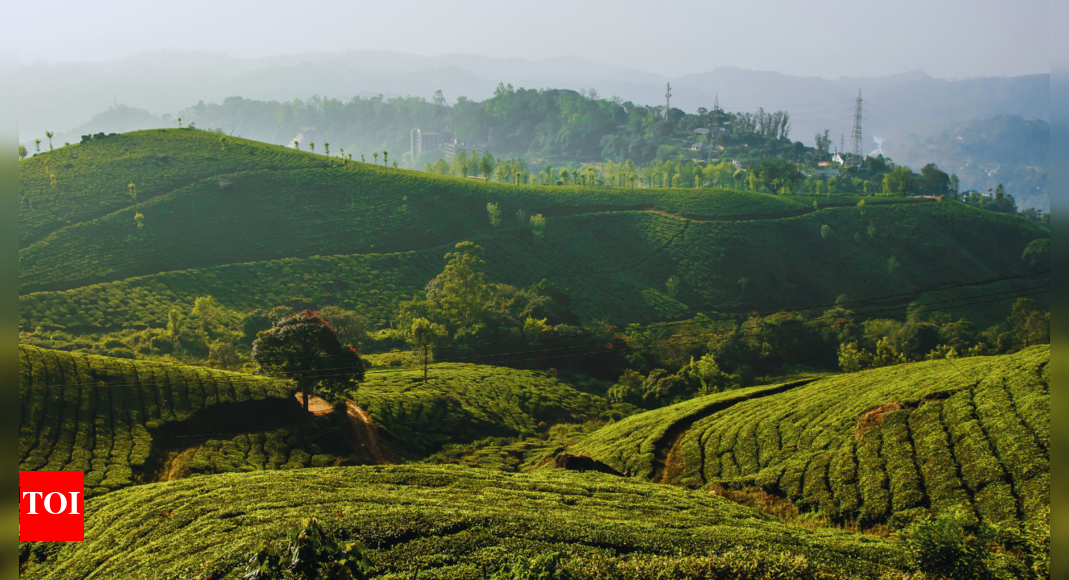 Govt releases methodology for calculating Green Credit for tree plantation, linking it with canopy density