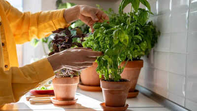 The common kitchen herb can lower your blood pressure while soothing your nerves