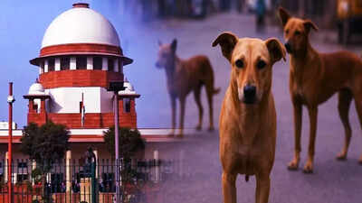  Supreme Court judge Vikram Nath jokes on stray dogs case; 'thanks' CJI Gavai