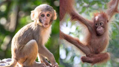 Monkeys vs apes: Behaviour, physical traits, habitat and diet compared