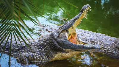 Crocodile enters Neemuch village injures 2 during delayed rescue operation