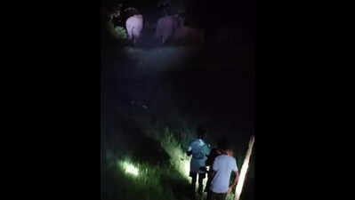  Elephants enter farmlands in search of easy food; crop damage reported, forest department issues caution