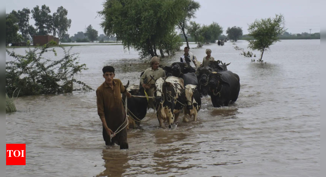 33 killed, 7 lakh evacuated: Pakistan's Punjab faces biggest flood in history; over 2 million affected