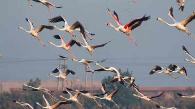 8 beautiful migratory birds that make Kutch a paradise this September