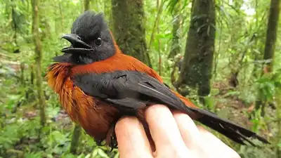  Why the Hooded Pitohui is one bird you should fear