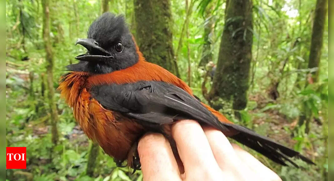 World’s only toxic bird: Why the Hooded Pitohui is one bird you should fear