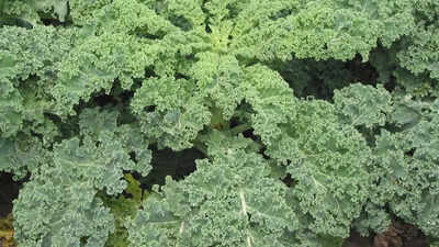 Forget milk and oranges! This herb is a natural powerhouse for calcium and Vitamin C