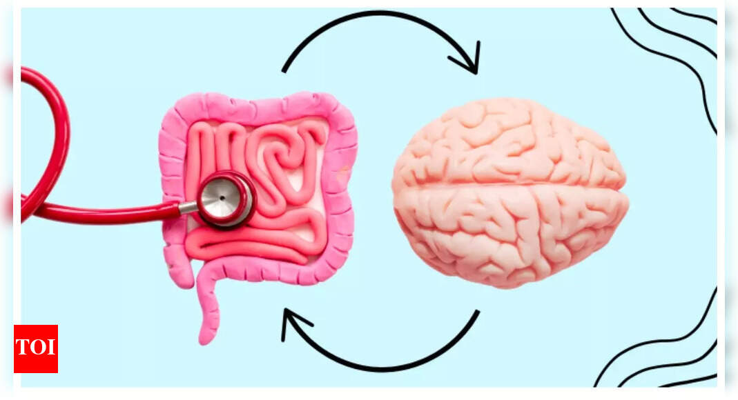 How the GUT controls the brain and why this little knowledge is crucial for good health – The Times of India