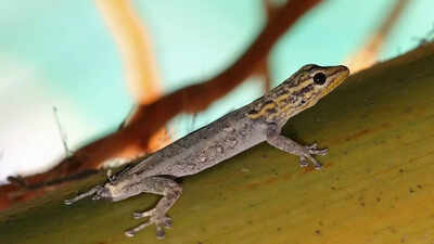 Why does a lizard’s detached tail continues to move even after it falls off; know the science behind it