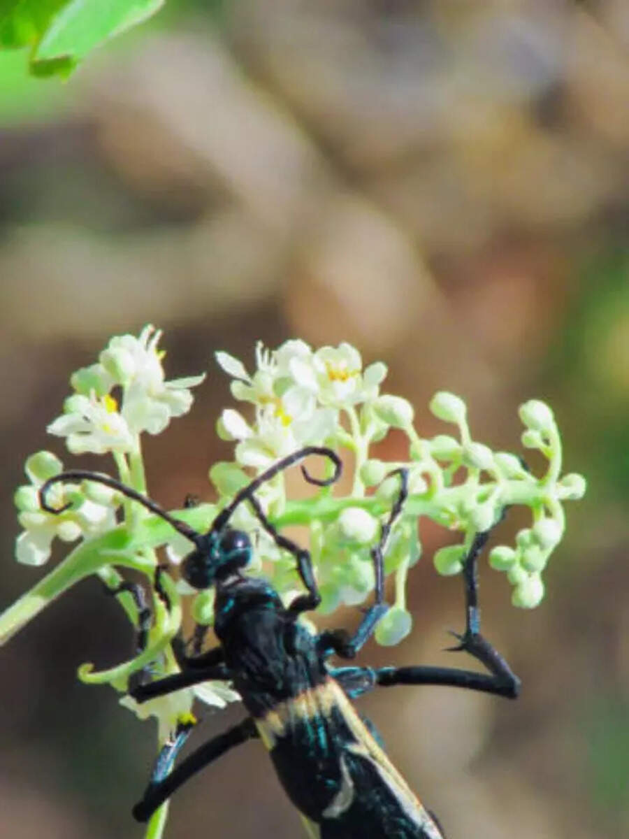 9 small creatures that cost more than gold and here’s the list – The Times of India