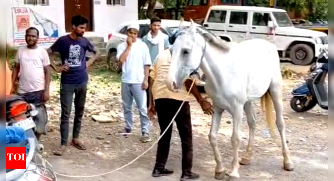 MP: Horse’s 3 km loyalty trek baffles Gwalior families; ends at police station