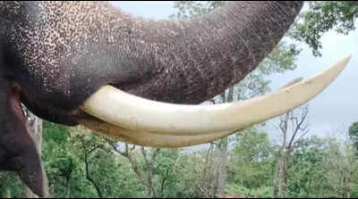 Tusker gores mahout to death in Haripad | Kochi News - The Times of India