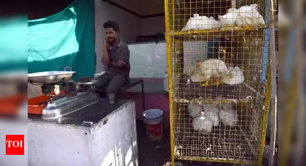 Broiler chicken prices soar due to demand-supply gap in Andhra Pradesh | Vijayawada News