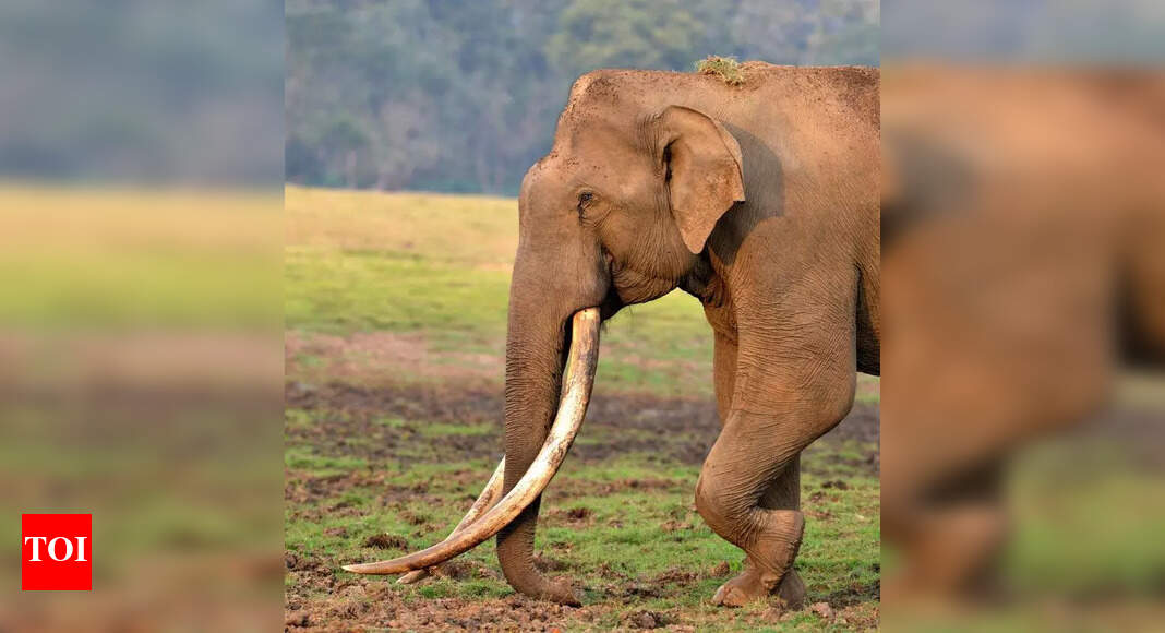 SIT to probe suspicious deaths of wild elephants | Kochi News - The ...