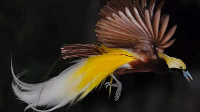 Glow in the dark beings: Birds of paradise 'emit light', says study
