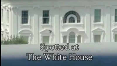 Viral: Black bag thrown from White House window leaves netizens speculating wild theories, watch video