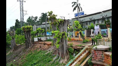 VMC chops down decades-old trees, civic body claims pruning was done for safety reasons