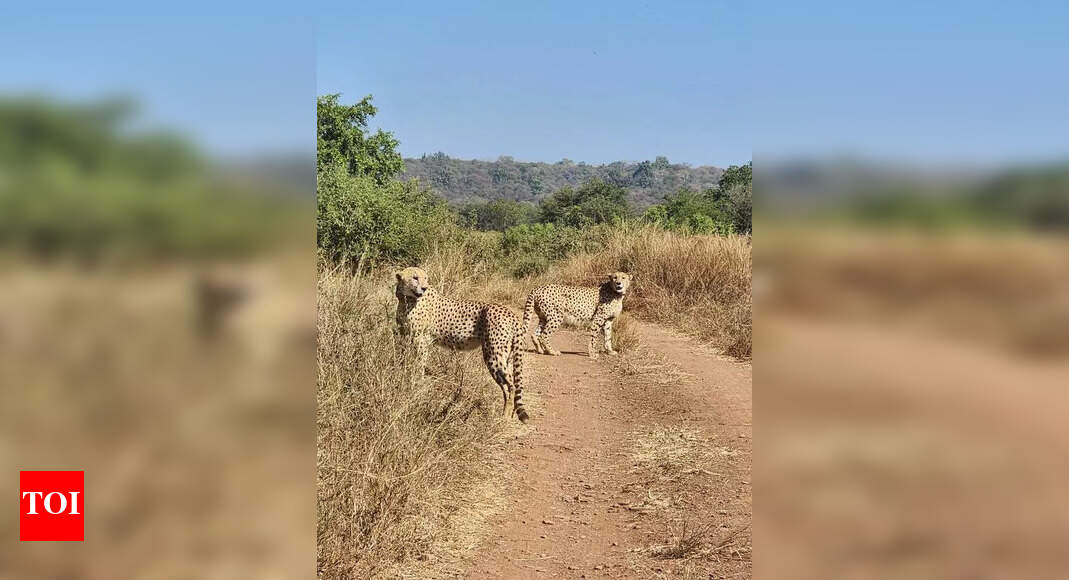 No movement on cheetah corridor: Raj sends reminder, MP yet to respond ...