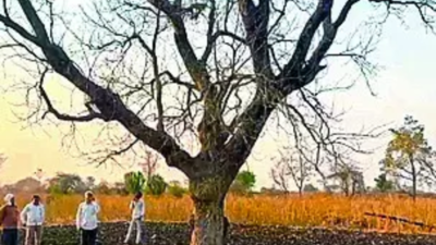 Maharashtra farmer gets Rs 50L payout for ‘red sandalwood’ tree; railways claims it’s bijasal, seeks refund