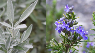  Sage and rosemary show promise in the fight against Alzheimer’s