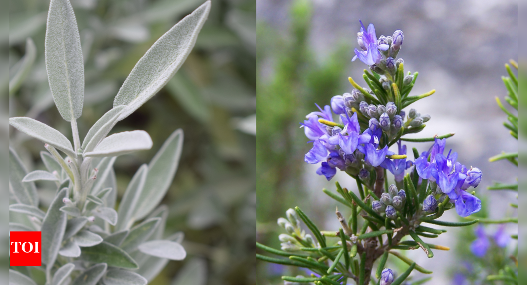 A Shield Against Disease: Rosemary's Role in Cellular Health