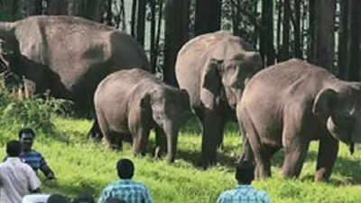 Kerala's wild elephants fall prey to human aggression