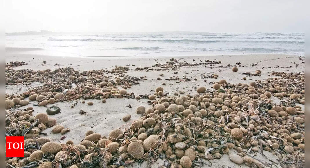 Why plastic-filled Neptune balls are washing up on beaches: Seagrass and ocean pollution explained
