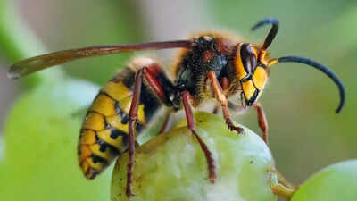 The deadly sting of the world’s largest wasp: What you should know about the asian giant hornet