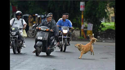 Rabies fears grow as Telangana sees over 350 dog bite cases a day