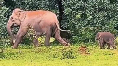'Lord Ganpati has arrived': Elephant gives birth in Raigarh amid Ganesh fest; calf seen as blessing