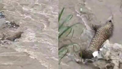 Leopard drowns in Uttarakhand floods 2025 as heavy rains trigger landslides and rivers overflow | Watch video