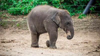 Wild elephant strays into Jaithari town and triggers panic among residents