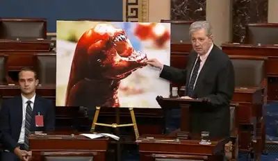 Will Walmart shrimp make Americans grow an extra ear? Sen Kennedy’s bizarre ‘alien’ warning sparks panic | Watch