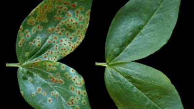  Here’s what causes and home remedies for a healthy garden