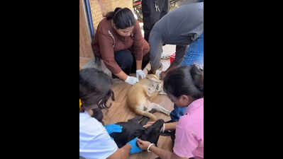 Dibrugarh vaccinates 150 stray dogs in third citywide anti-rabies drive