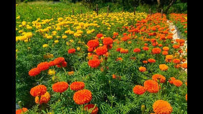 In full bloom: ‘Poovili’ fetches 45cr for farmers this Onam