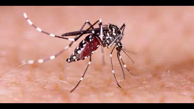Dengue cases in Aug this year drop to 13 from 95 in Aug 2024