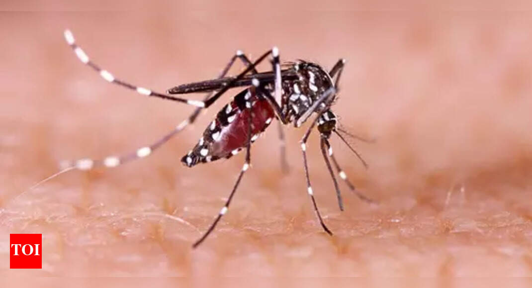 Dengue cases in Aug this year drop to 13 from 95 in Aug 2024