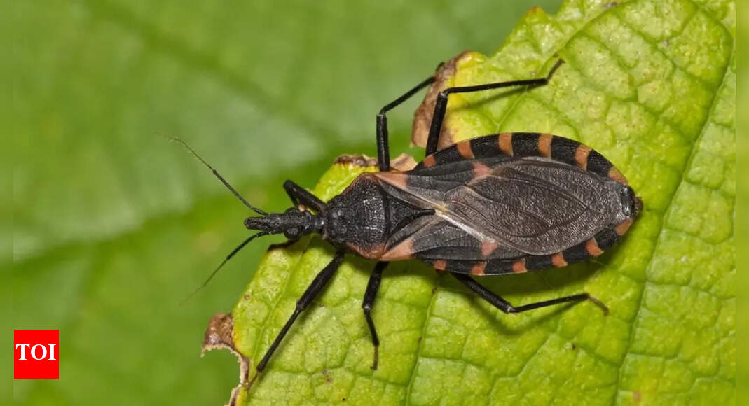 ‘Kissing bug’ spreading across US; All about the rare and deadly Chagas disease that can cause fatal heart attacks and strokes
